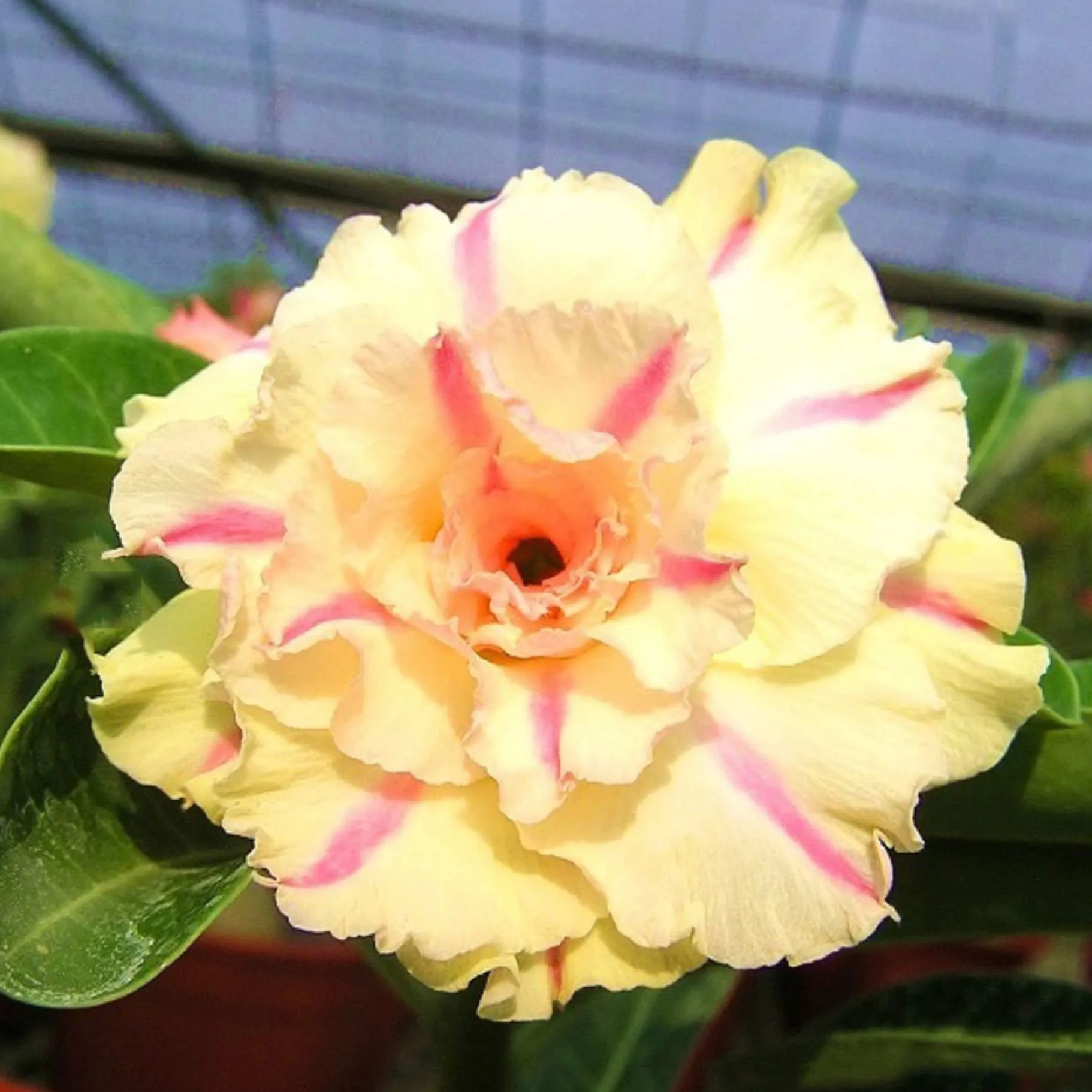 🏜️Desert Rose Seeds: Experience the Beauty of the Desert.