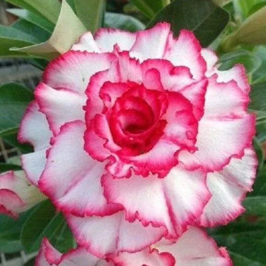 🏜️Desert Rose Seeds: Experience the Beauty of the Desert.