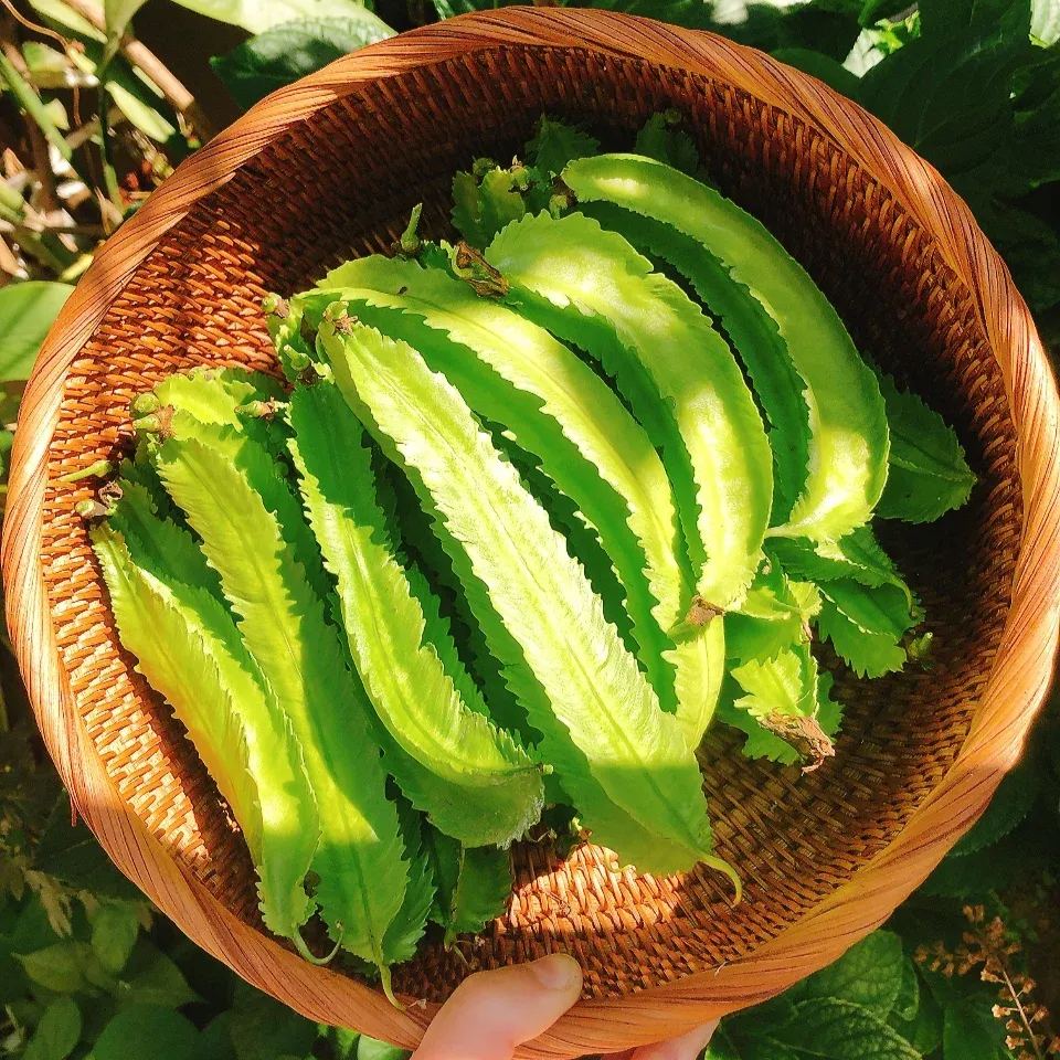 Winged Bean Seeds - The King of Beans