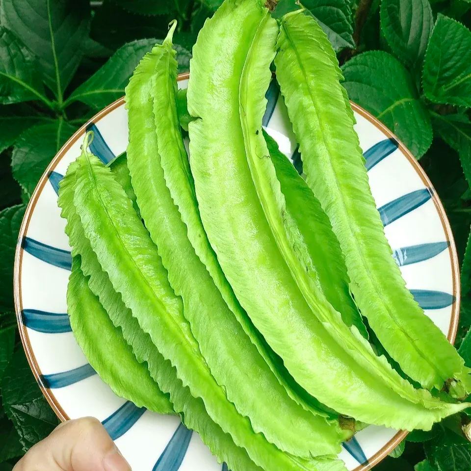 Winged Bean Seeds - The King of Beans