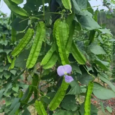 Winged Bean Seeds - The King of Beans