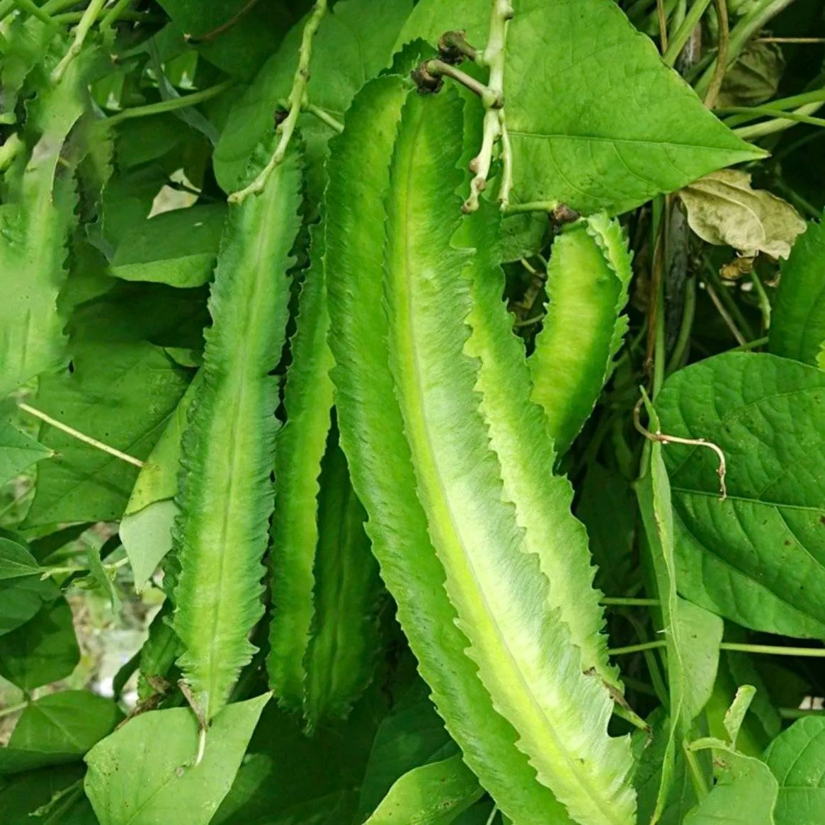 Winged Bean Seeds - The King of Beans