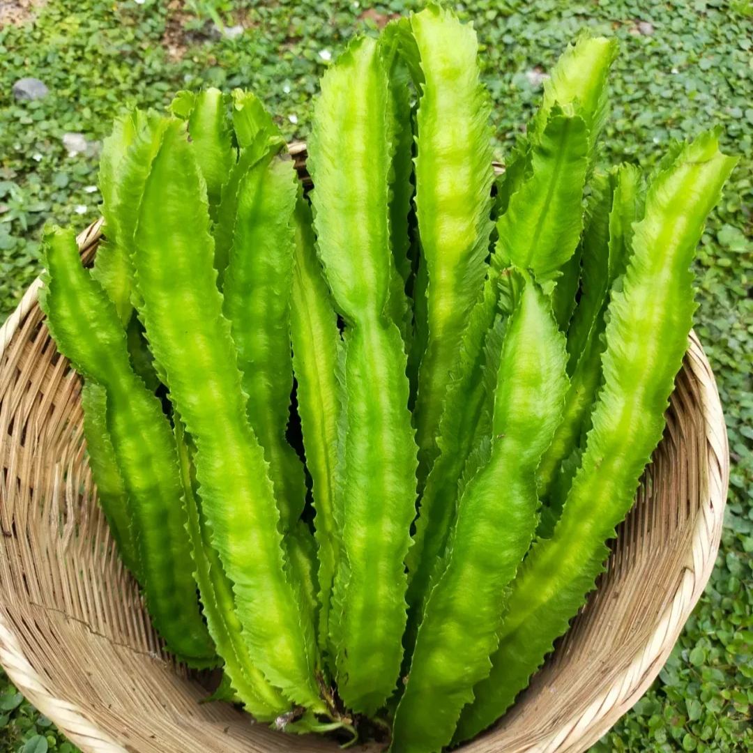 Winged Bean Seeds - The King of Beans