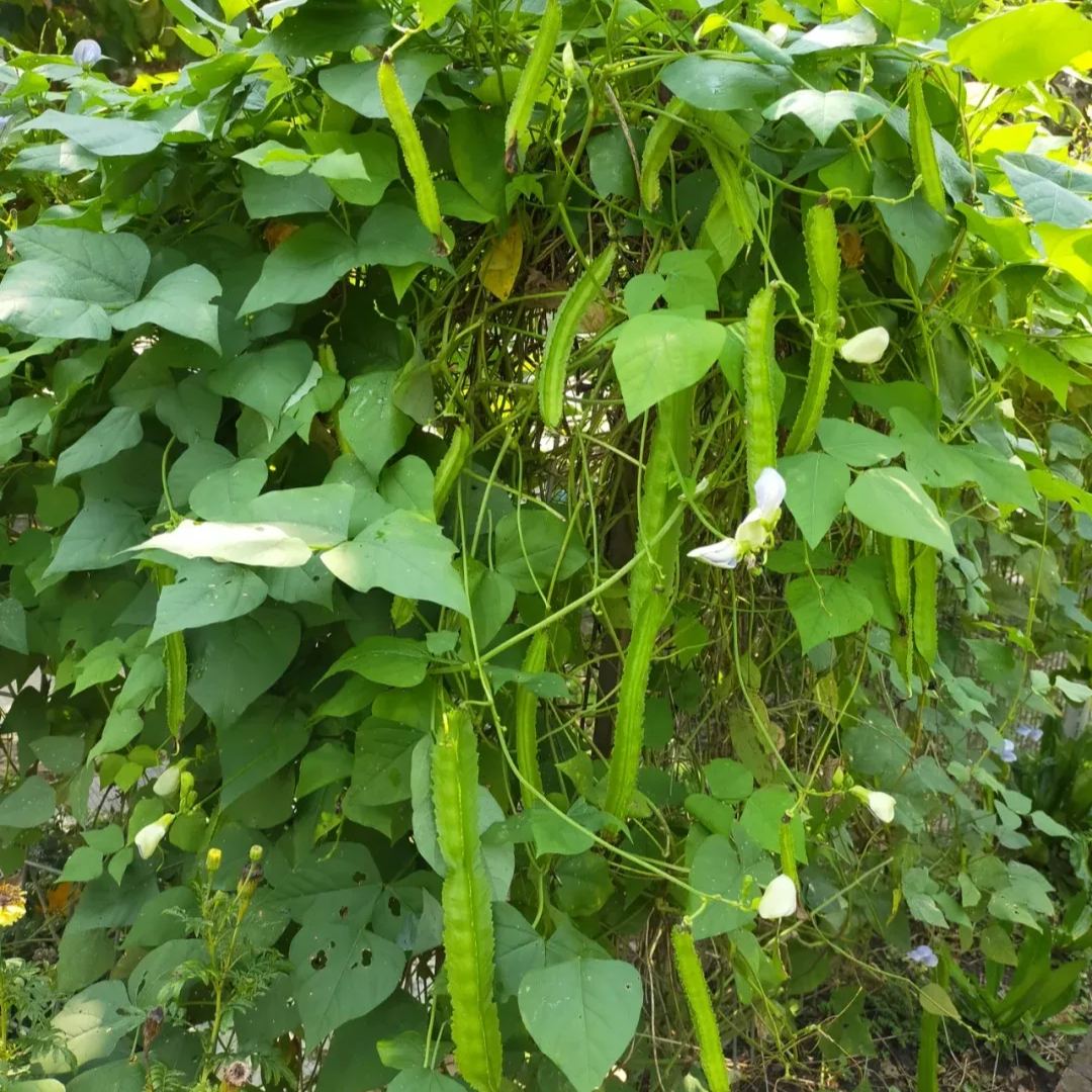 Winged Bean Seeds - The King of Beans