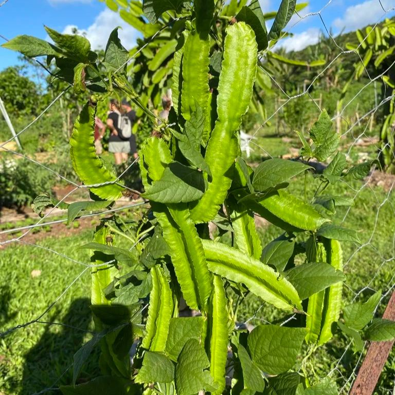 Winged Bean Seeds - The King of Beans