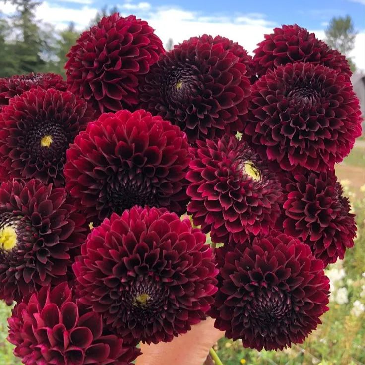Rare Pompom Dahlia Seeds🌸