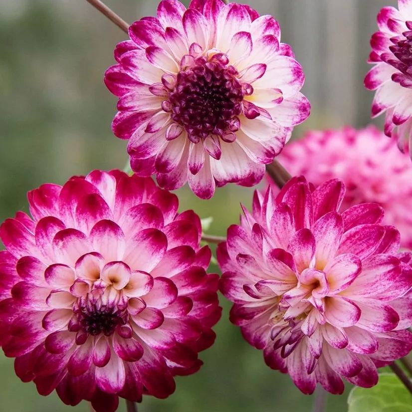 Rare Pompom Dahlia Seeds🌸