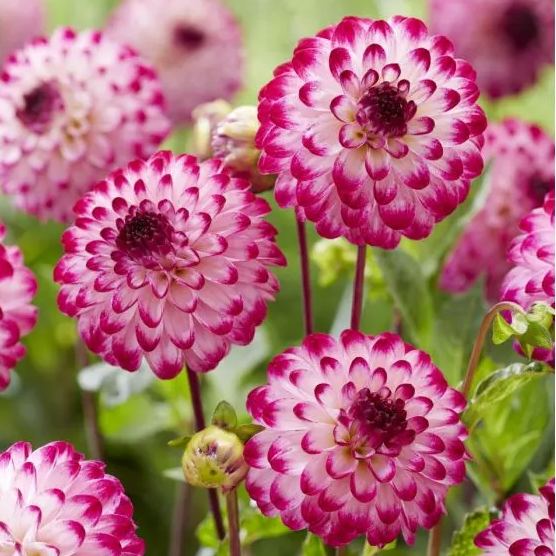 Rare Pompom Dahlia Seeds🌸