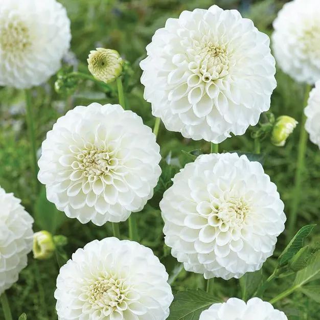 Rare Pompom Dahlia Seeds🌸