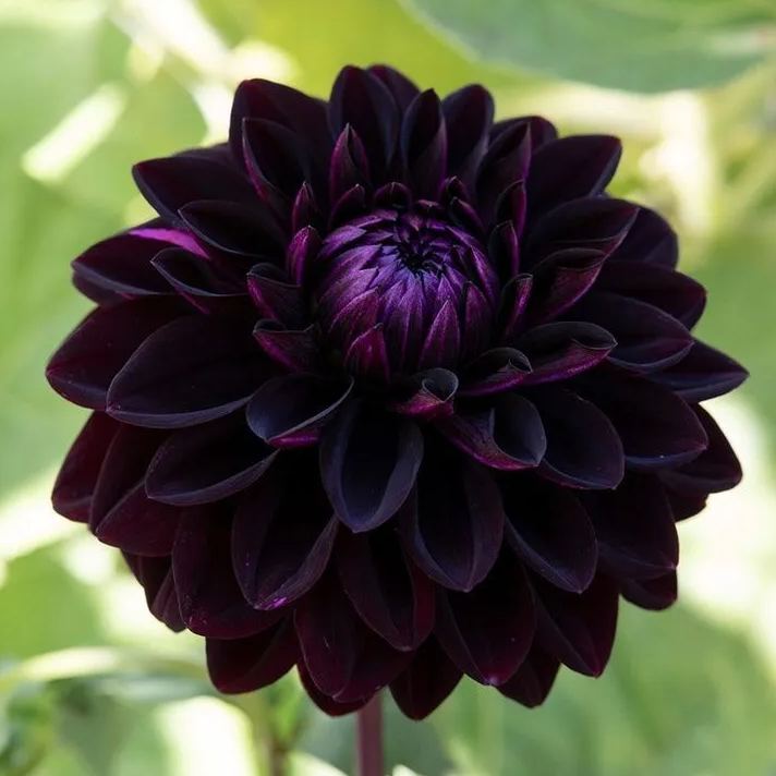 Rare Pompom Dahlia Seeds🌸