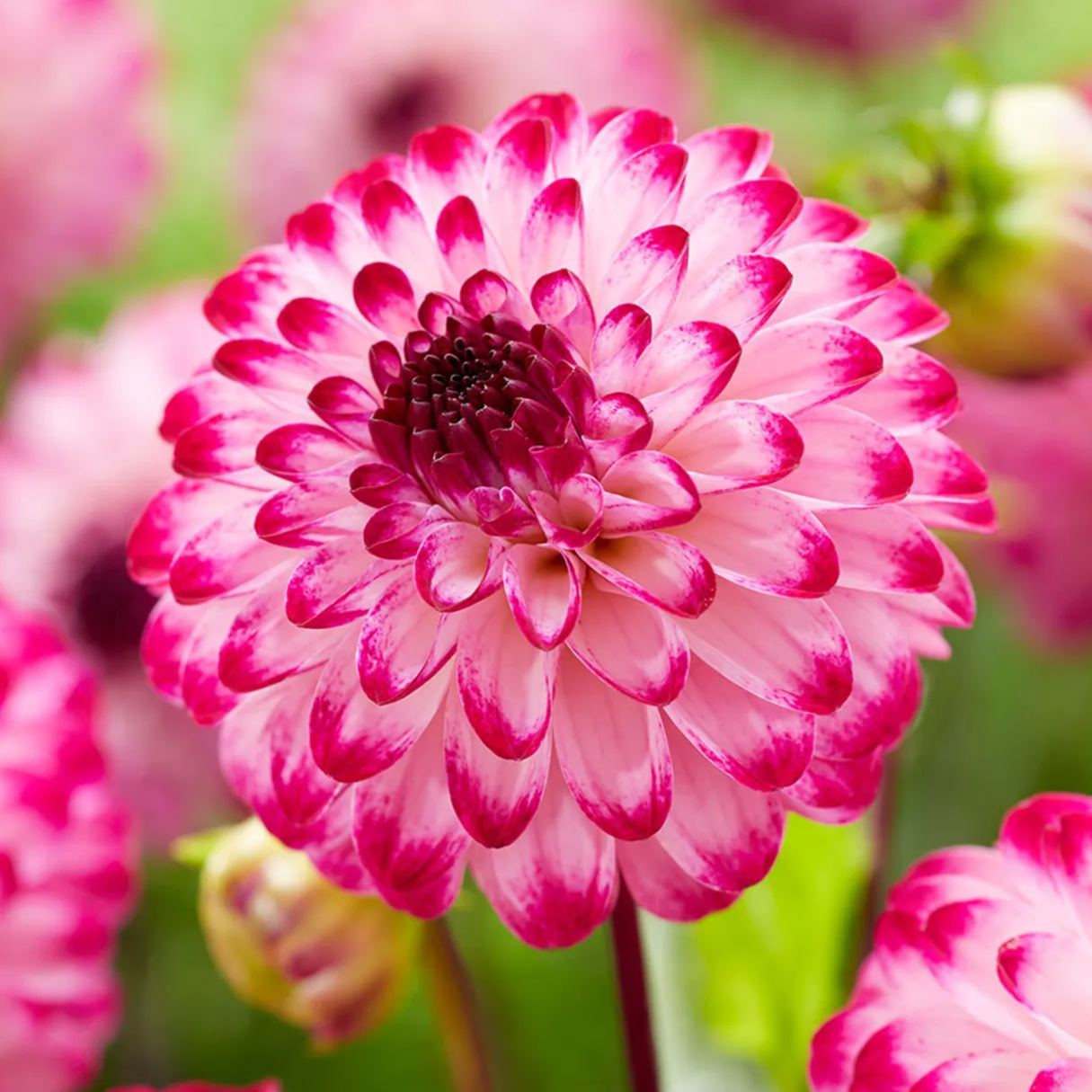 Rare Pompom Dahlia Seeds🌸