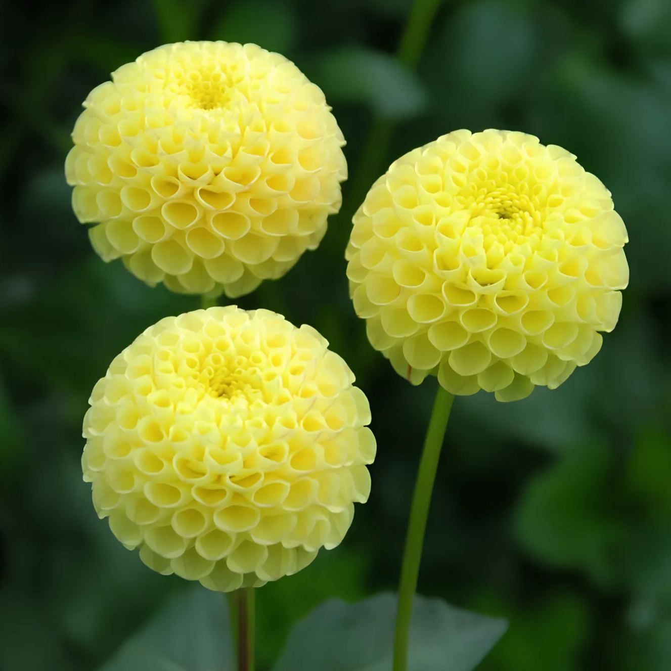Rare Pompom Dahlia Seeds🌸