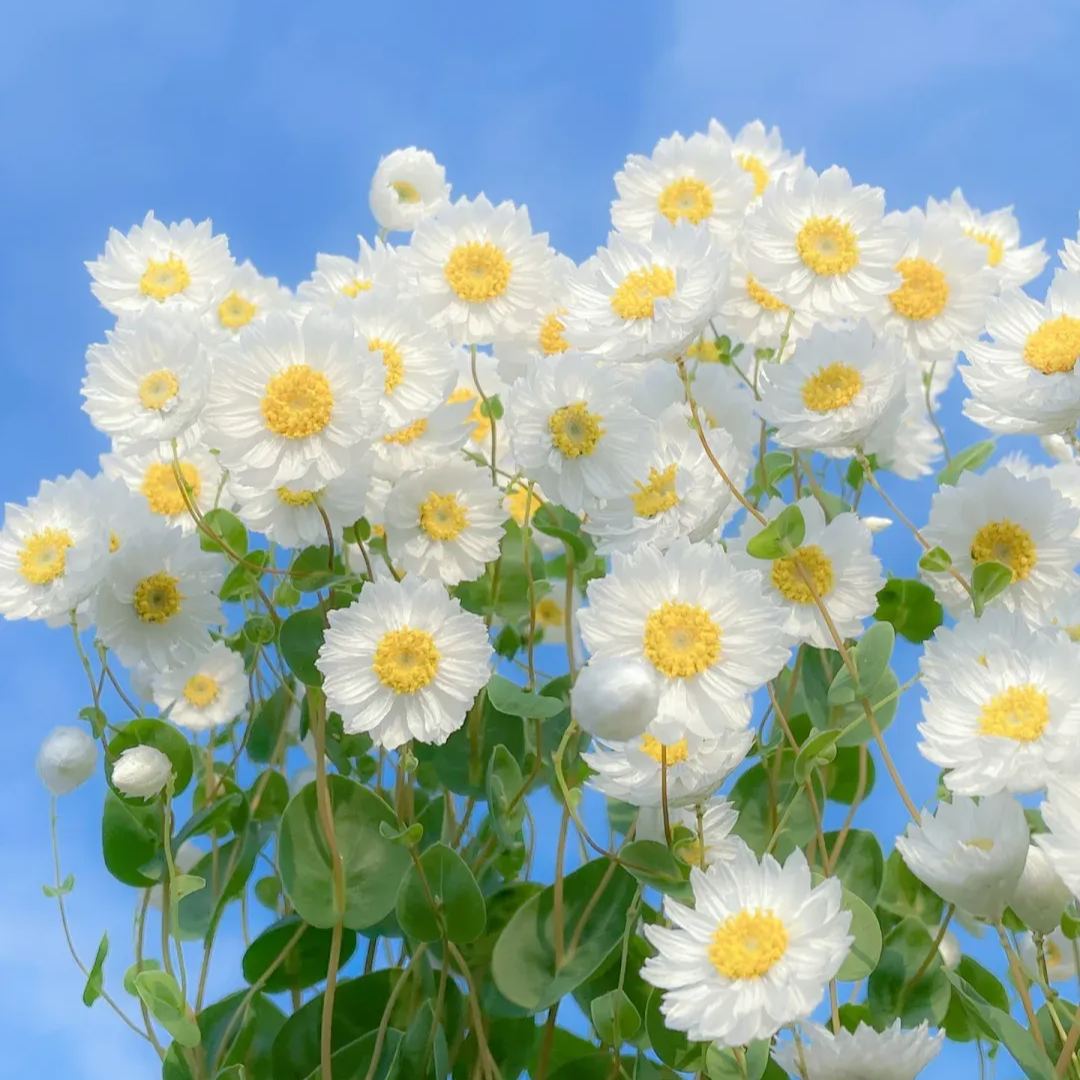 Rhodanthe ‘Ludan Bird’ Seeds