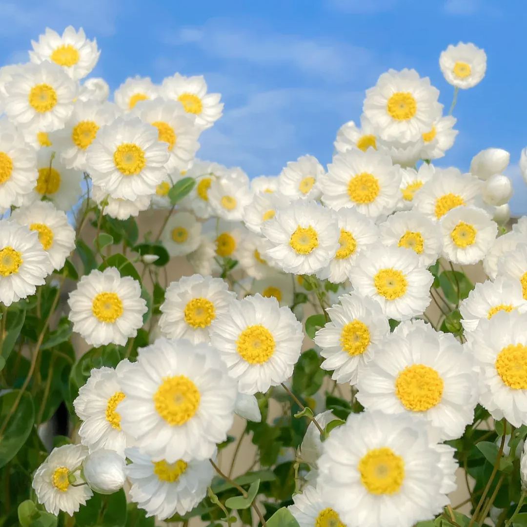 Rhodanthe ‘Ludan Bird’ Seeds