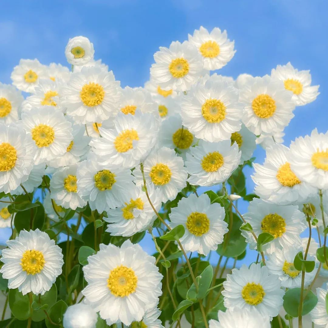 Rhodanthe ‘Ludan Bird’ Seeds