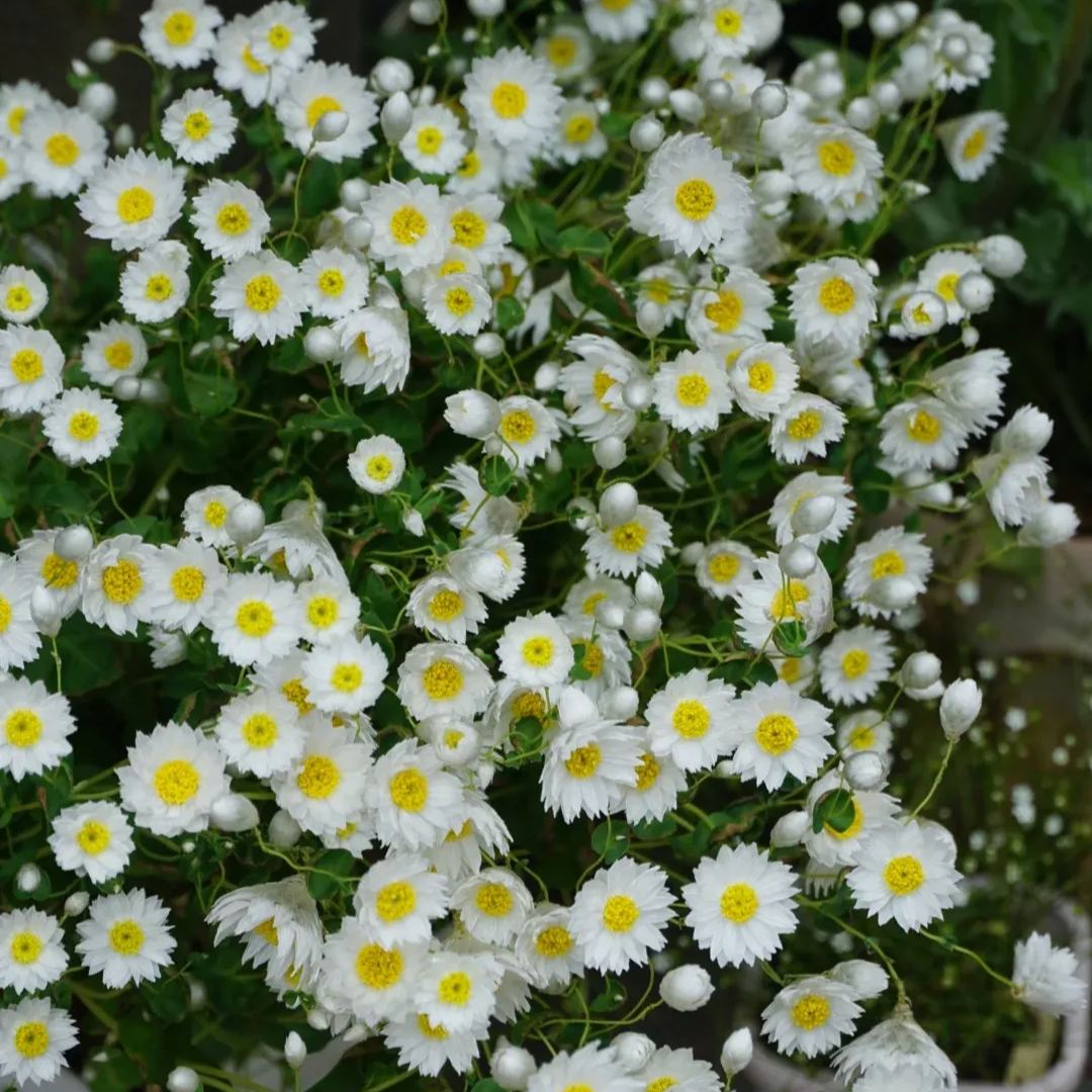 Rhodanthe ‘Ludan Bird’ Seeds