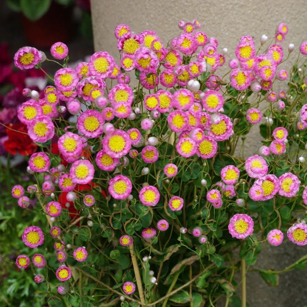 Rhodanthe ‘Ludan Bird’ Seeds