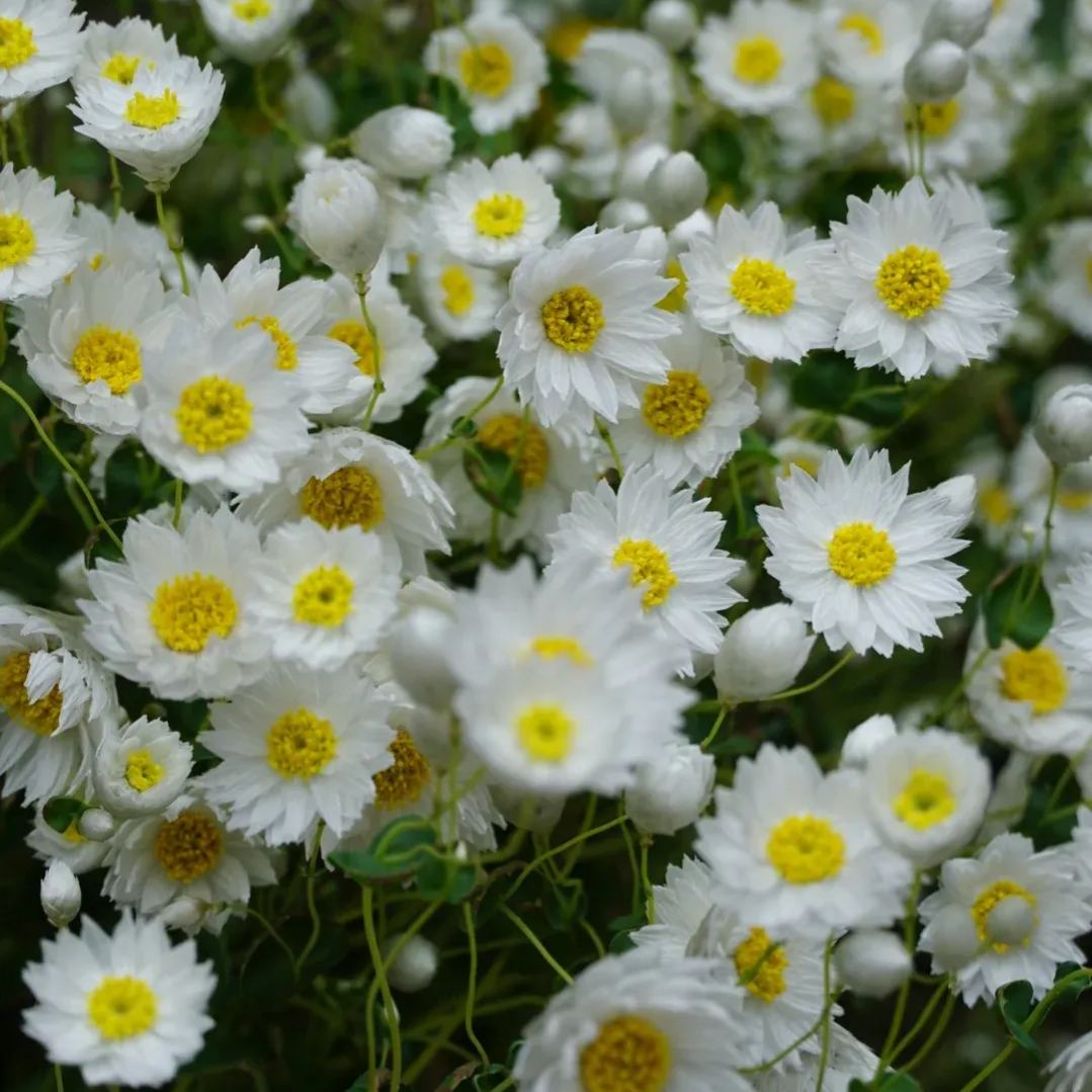 Rhodanthe ‘Ludan Bird’ Seeds