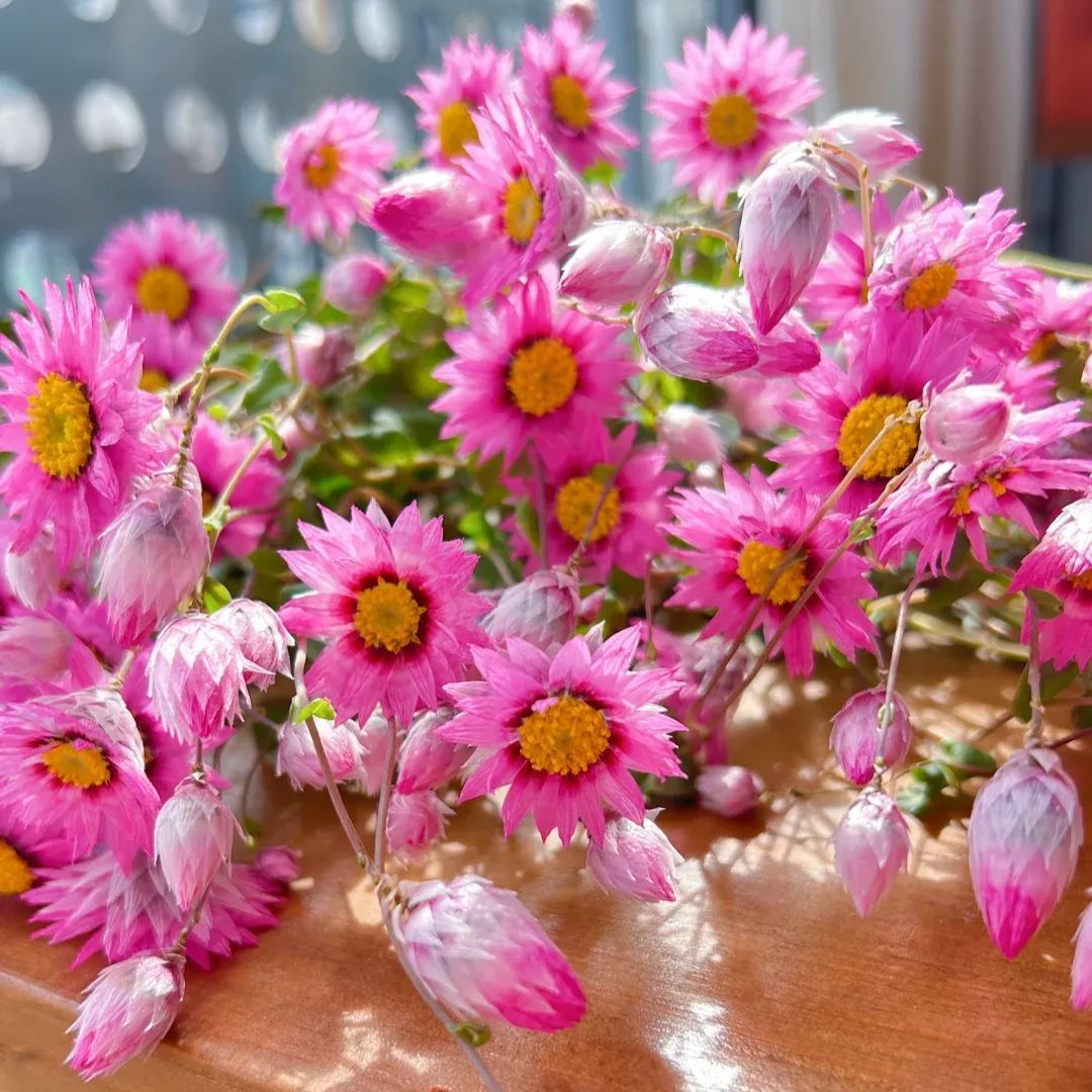 Rhodanthe ‘Ludan Bird’ Seeds