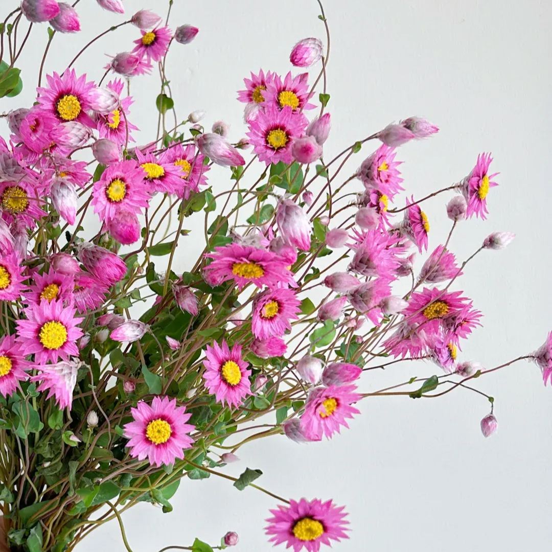 Rhodanthe ‘Ludan Bird’ Seeds