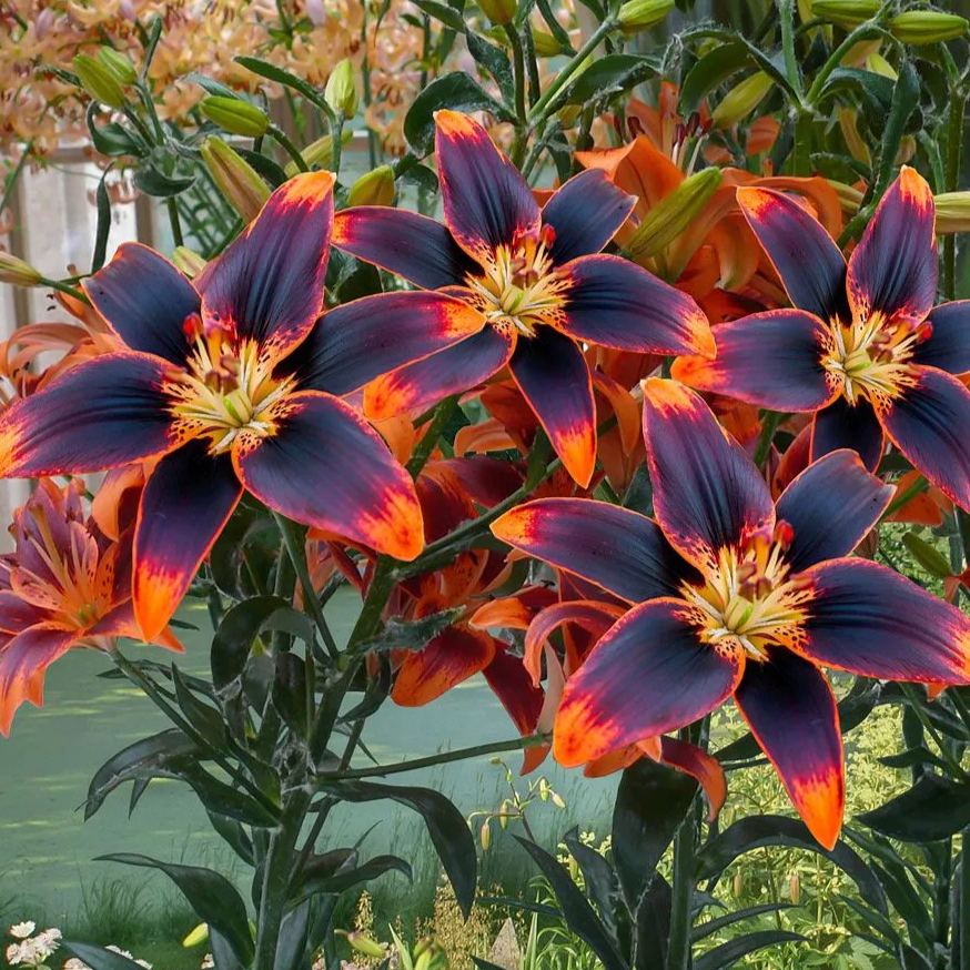 🌿 Forever Susan Lily Bulbs – Create a Stunning Garden! 🌸