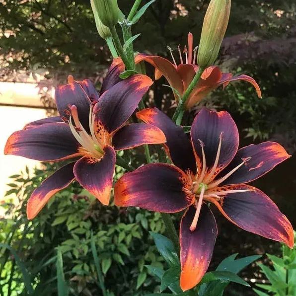 🌿 Forever Susan Lily Bulbs – Create a Stunning Garden! 🌸