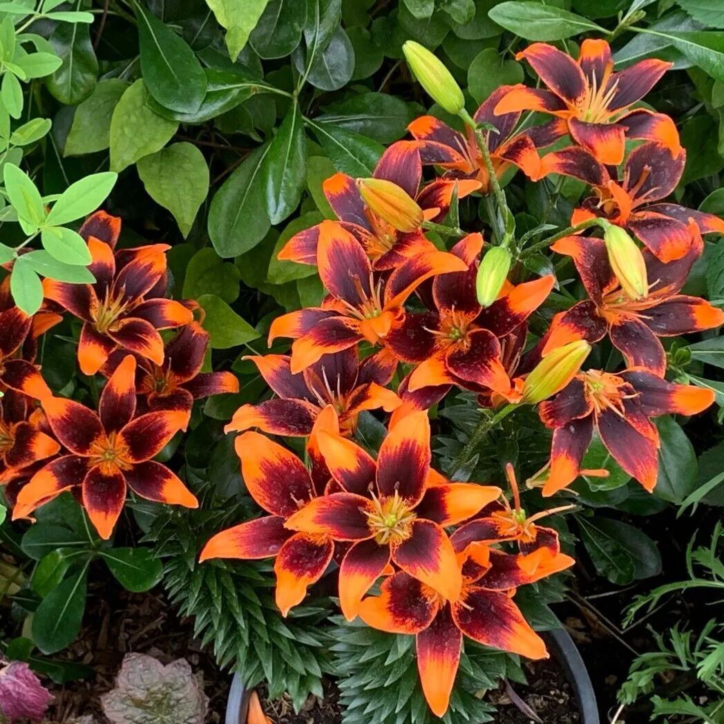 🌿 Forever Susan Lily Bulbs – Create a Stunning Garden! 🌸