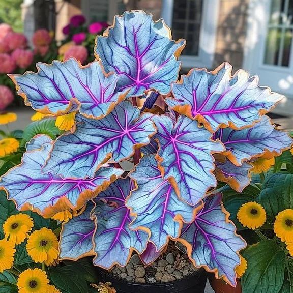 🌿 Colorful Hosta Seeds – The King of Shade in the Garden! 🌿