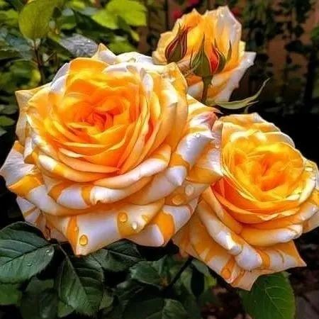 💙Blue Enchantress Rose Seeds✨