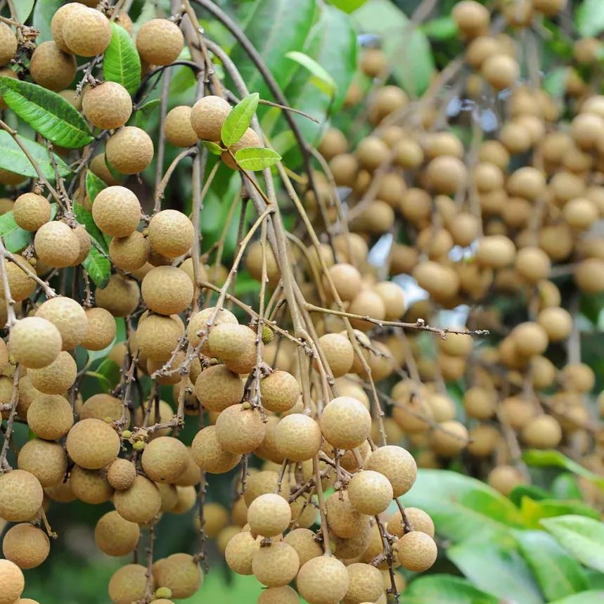 Longan / Dragon Eye Fruit Seeds