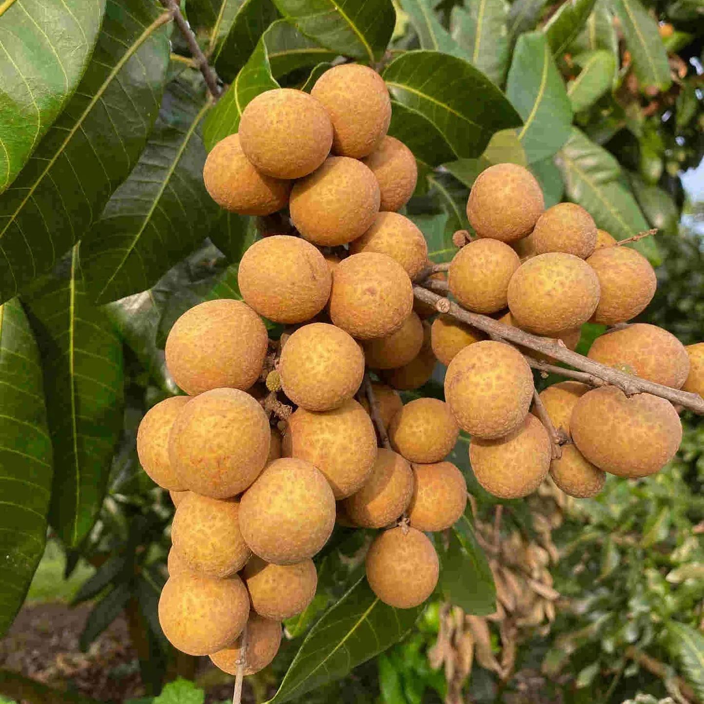 Longan / Dragon Eye Fruit Seeds