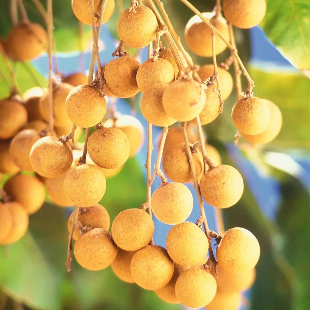 Longan / Dragon Eye Fruit Seeds