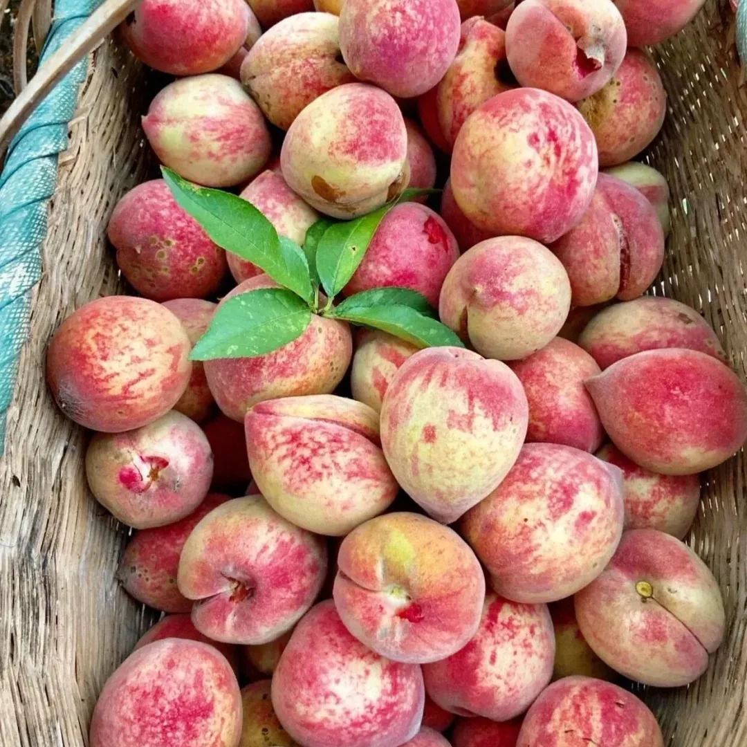 🍑Indian Blood Peach Seeds