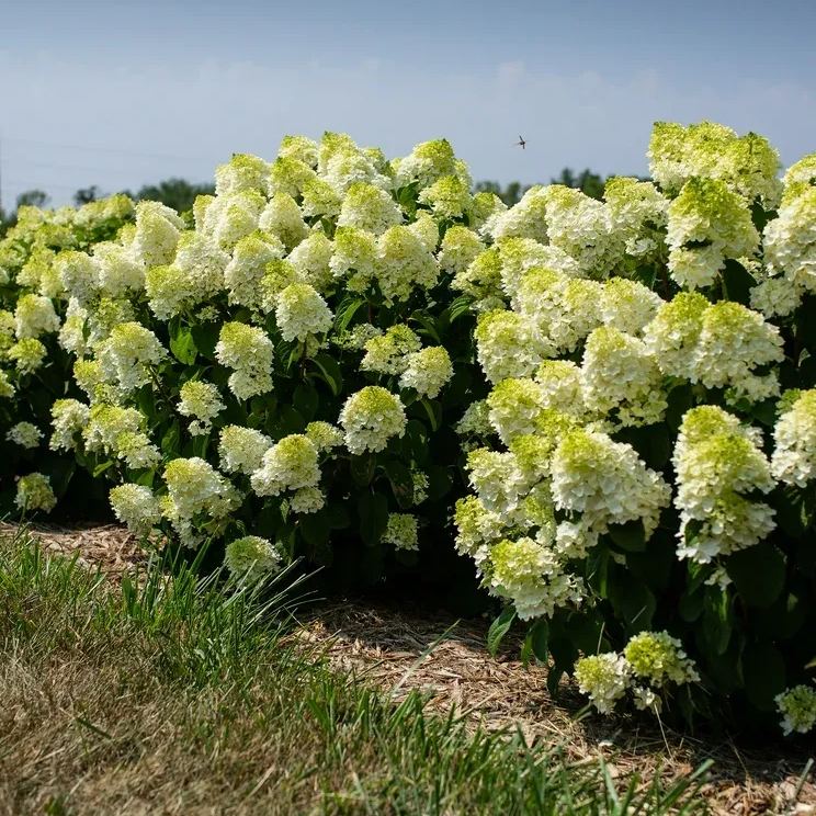 Panicle Hydrangea Flowers Seeds