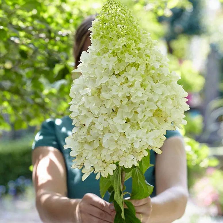Panicle Hydrangea Flowers Seeds