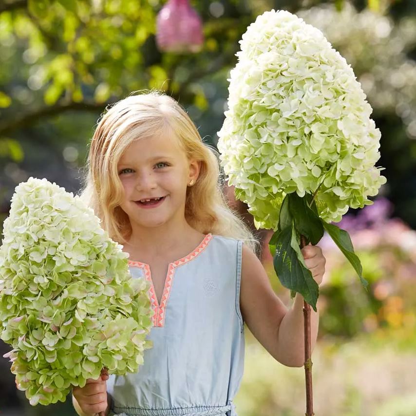 Panicle Hydrangea Flowers Seeds