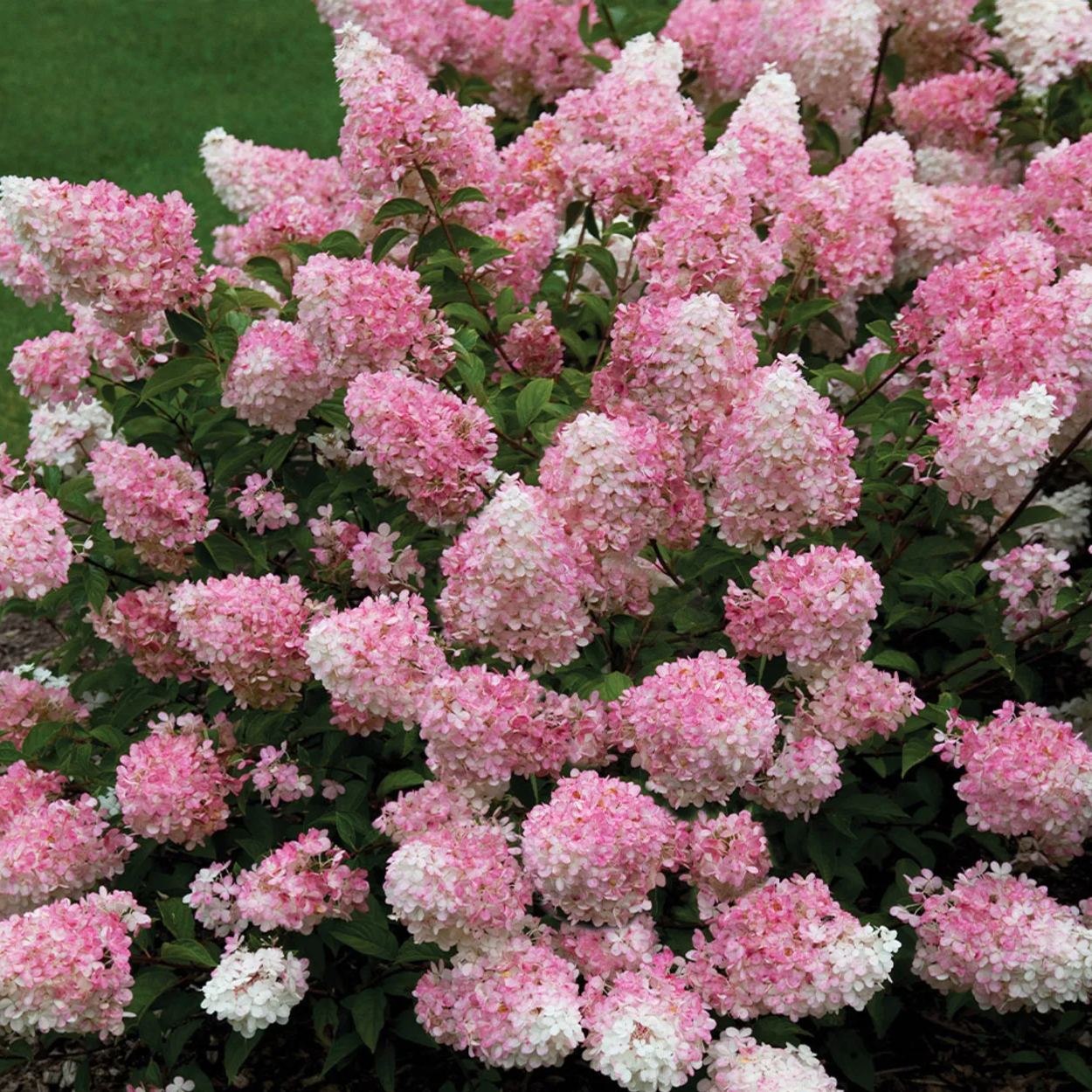 Panicle Hydrangea Flowers Seeds