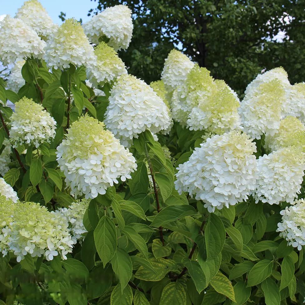 Panicle Hydrangea Flowers Seeds
