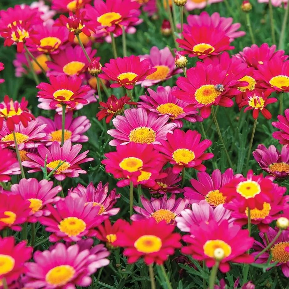 Natural Pest Killer: Mixed Color Pyrethrum Daisy Seeds