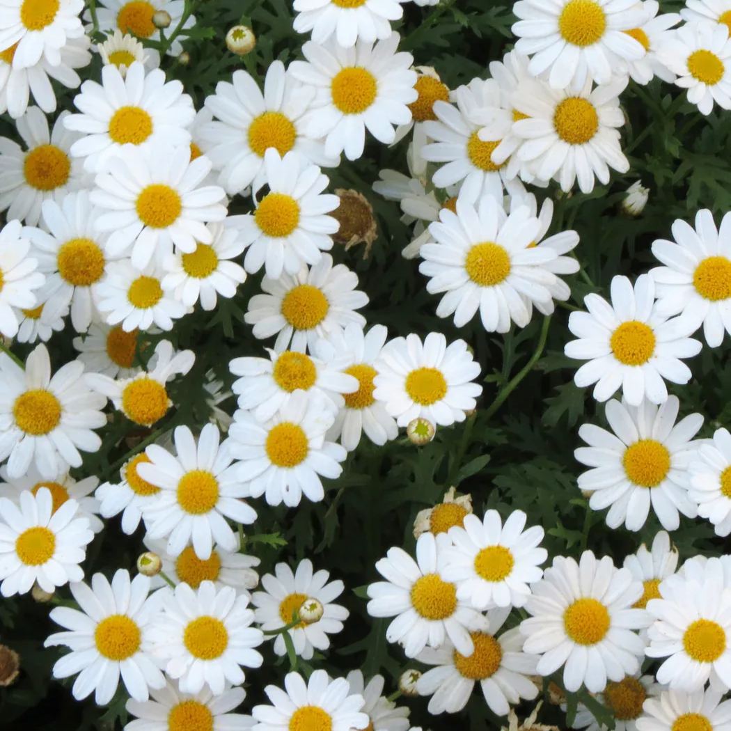 Natural Pest Killer: Mixed Color Pyrethrum Daisy Seeds