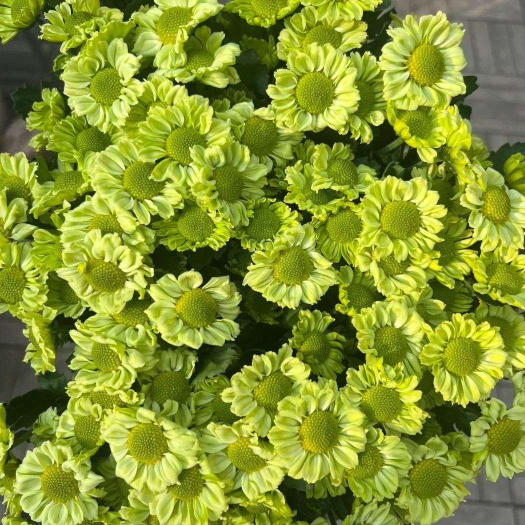 Natural Pest Killer: Mixed Color Pyrethrum Daisy Seeds