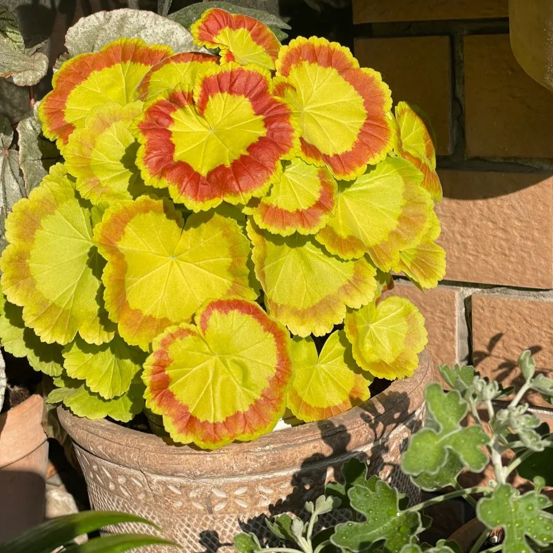 🎊Pelargonium "Mrs Quilter" Seed🍃Gorgeous leaves🎨