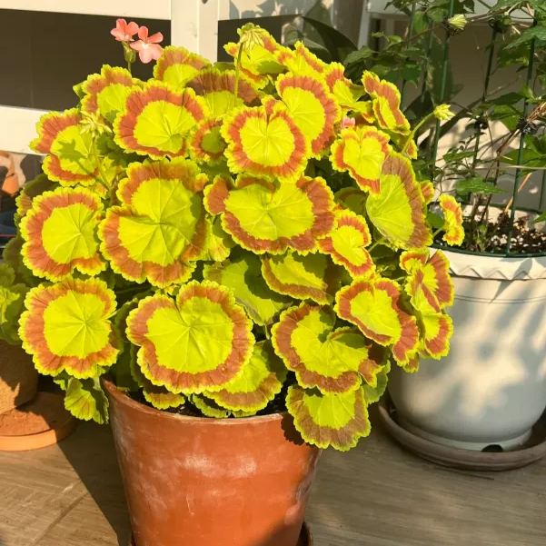 🎊Pelargonium "Mrs Quilter" Seed🍃Gorgeous leaves🎨