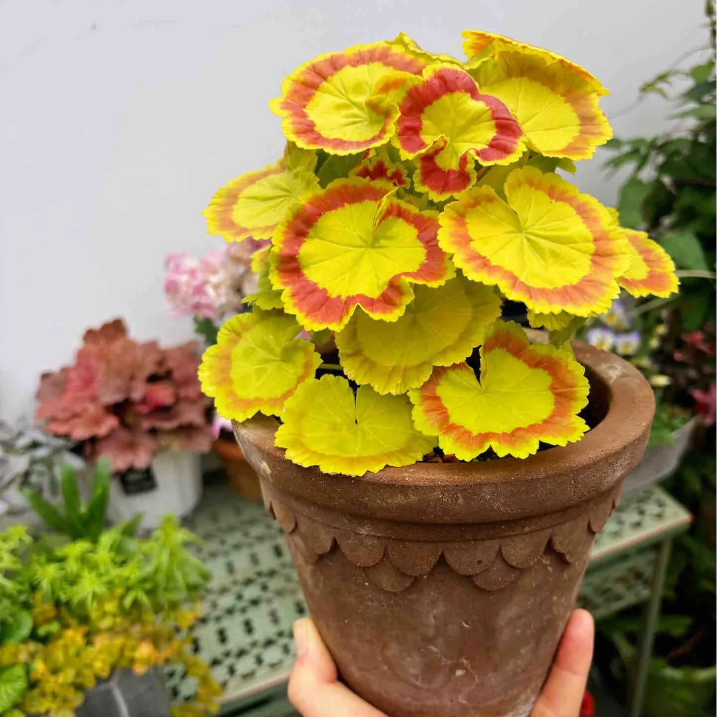 🎊Pelargonium "Mrs Quilter" Seed🍃Gorgeous leaves🎨