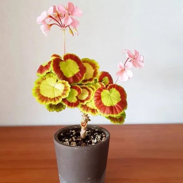 🎊Pelargonium "Mrs Quilter" Seed🍃Gorgeous leaves🎨