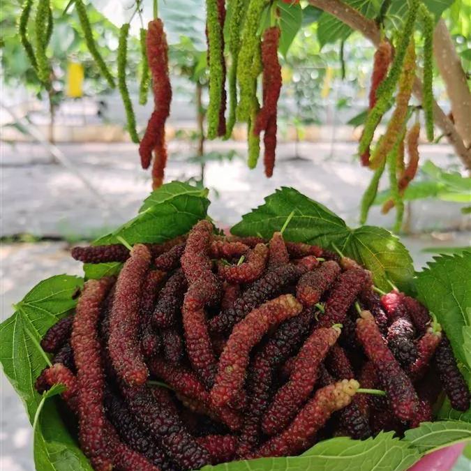 🍇 Long Mulberry Seeds – Sweet, Juicy, and Abundant Harvests!