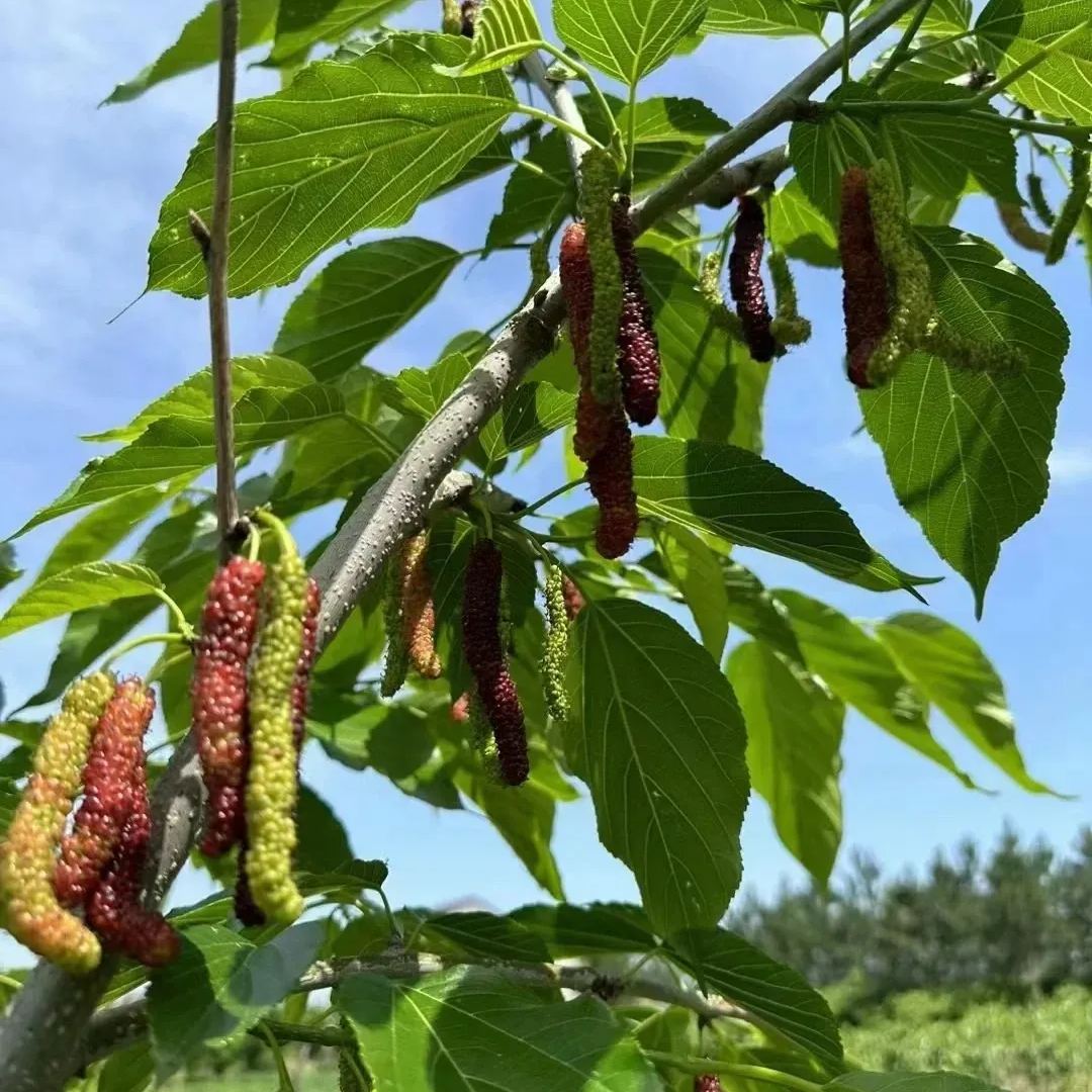 🍇 Long Mulberry Seeds – Sweet, Juicy, and Abundant Harvests!