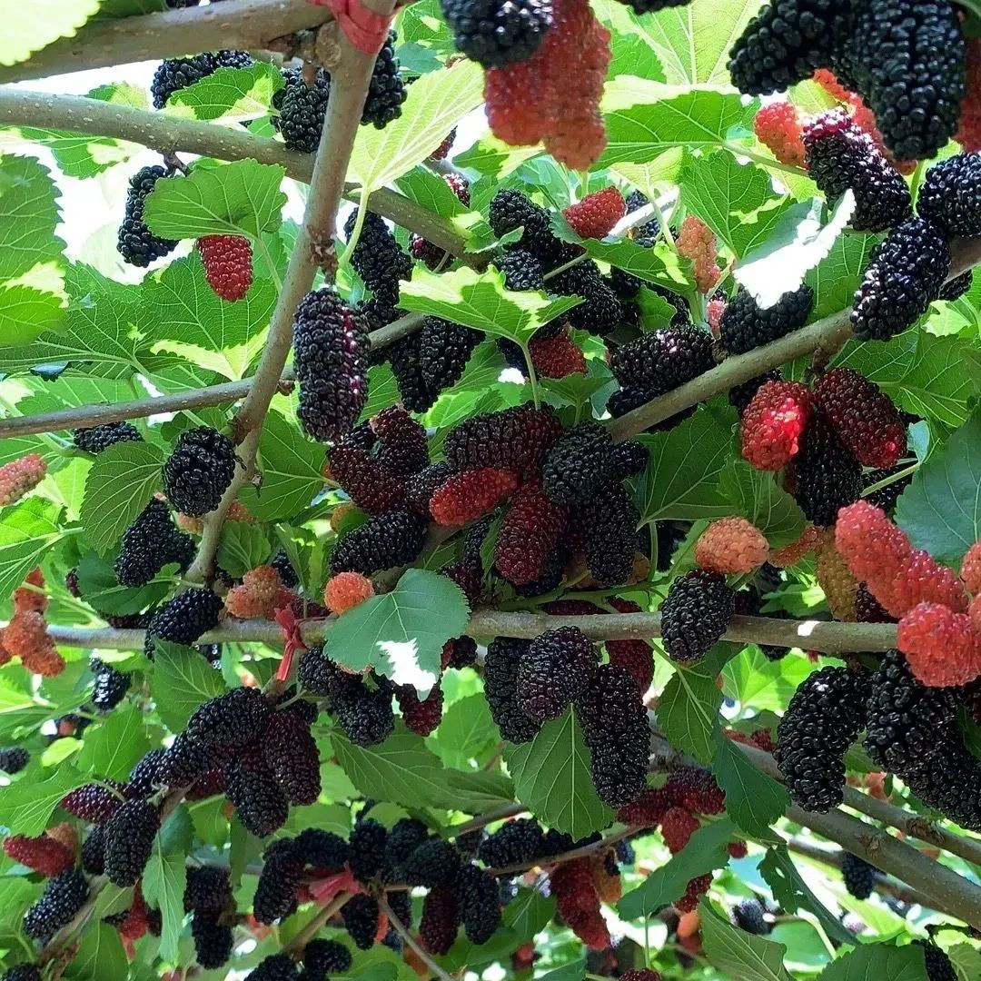 🍇 Long Mulberry Seeds – Sweet, Juicy, and Abundant Harvests!
