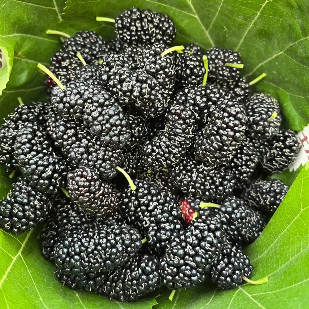 🍇 Long Mulberry Seeds – Sweet, Juicy, and Abundant Harvests!