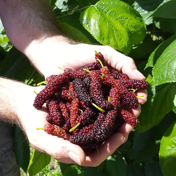 🍇 Long Mulberry Seeds – Sweet, Juicy, and Abundant Harvests!